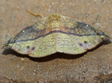 Epigynotperyx sp2
